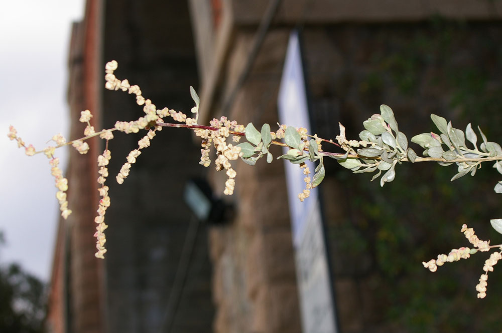 Atriplex halimus / Atriplice alimo